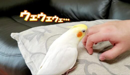 【オカメインコ】お父ちゃんと遊ぶオカメインコのはな　pinohana