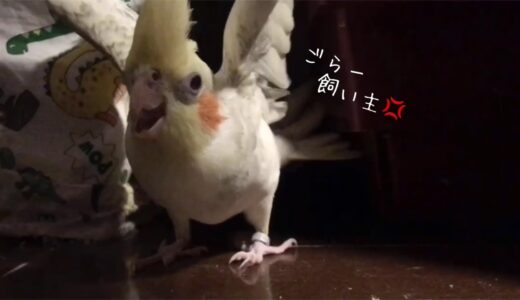 巣作りの邪魔をしたら怒られちゃった/オカメインコ