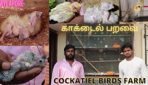 Cockatiel Bird Sales |காக்டைல் பறவை வளர்ப்பு முறை|BIRDS FOR SALES | WITH PRICE | SE VLOGS
