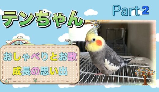 【オカメインコ】一途な思い…届け