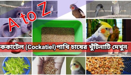 All information about cockatiel birds|| 2020