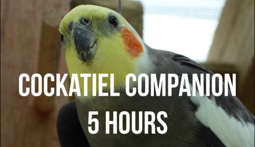 Cockatiel Companion 5 HOURS OF COCKATIELS!!!