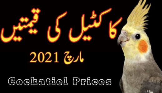 Cockatiel Parrots Price 2021 Updated | Cocktail Price List 2021