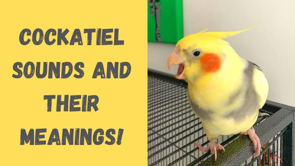Cockatiel Sounds and Their Meanings! Parrot Behaviour