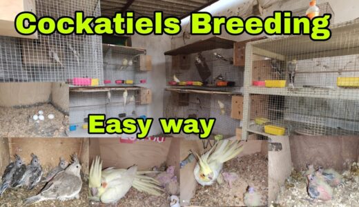 #Cockatiel’s  Extraordinary #Breeding, Easy way of #Cockatiel #Breeding, Some #Breeding #Tip’s
