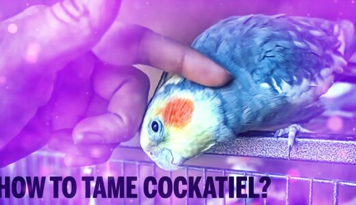 How to Bond and Tame a Scared Cockatiel? Taming Season