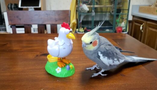 Talking Cockatiel Makes Friends With Toy Chicken