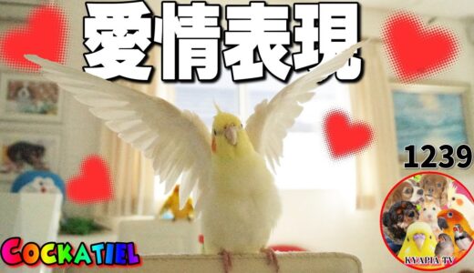 オカメインコの愛情表現はこんなにも優しくて可愛いんです｜鳥との暮らし動画 Cute Cockatiel 1239