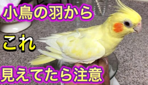 【鳥の薬の飲ませ方】オカメインコの羽の異常、これがあったら病院へ！