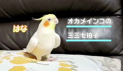 【はなの三三七拍子】　オカメインコはなのリズムに合わせた三三七拍子です　pinohana