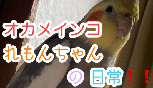 （オカメインコ）れもんちゃんの日常❗️❗️