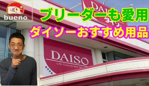 ダイソーで買えるオカメインコおすすめグッツを紹介しちゃいます！