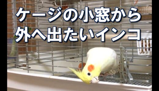かごから出たいオカメインコ