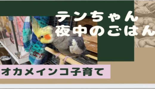 【オカメインコ】テンちゃんよなかのごはん