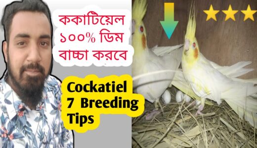 Cockatiel Birds Breeding Tips