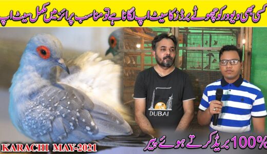 Cockatiel Love Birds Dove Java sparrow Birds at Noman Parrots Setup May 2021 Karachi In Urdu/Hindi