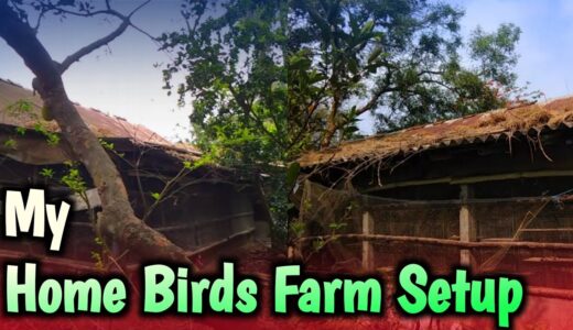 Cockatiel/Lovebirds/Budgerigar/Java Sparrow/Bengalese Finch Birds Breeding Farm Setup|KUILA For EVER