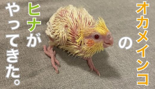 オカメインコのヒナ「えぷり」がやってきた！！