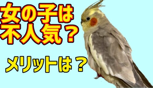 オカメインコ男女の行動差と女の子（メス）のメリット【cockatiel】