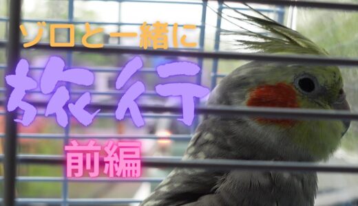 オカメインコ　ゾロと一緒に旅行（前編）