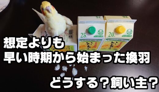 2021/03/29通院報告1（25歳オカメインコ・保温実験）