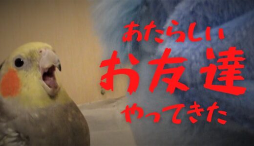 【オカメインコ】新しいお友達がやってきた！