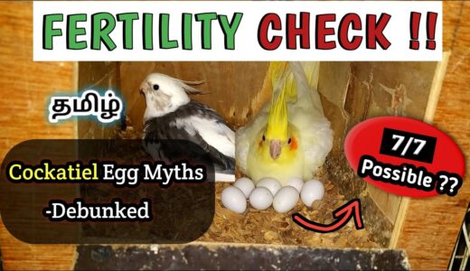 7/7 Chicks possible? Do Broken Eggs hatch?-YES !! Cockatiel Egg Myths Debunked | Tamil