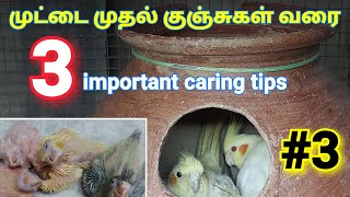 Cockatiel’s egg to chick maintenance #3 | 3 important caring & Breeding tips in tamil |Real Feathers