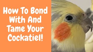 How To Bond With And Tame Your Cockatiel | Parrot Behaviour | WarGamingParrot
