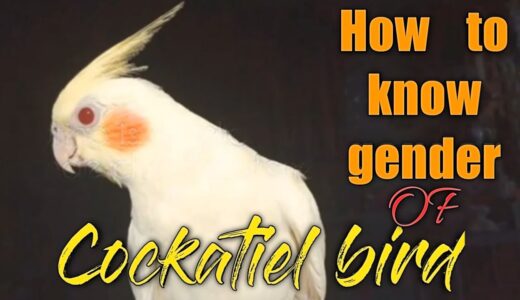 How to easily gender Cockatiel bird l watch this it will help you to start knowing about cockatiel