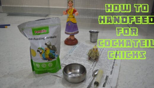 How to hand-feed for cockatiel chicks in tamil