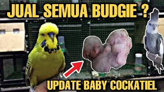 Update Breeding Cockatiel White Face – Falk / Update Budgies ( Rainbow Budgies & Hagoromo Budgies )