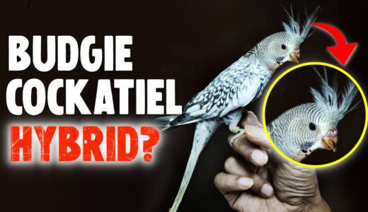 What Will Happen if you Breed a Budgie with a Cockatiel?
