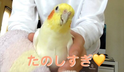 激しいアクションに喜ぶ オカメインコのチャメ