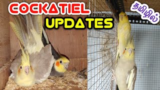 Cockatiel Updates & Breeding Birds | Resting Days| தமிழில் | FBC PETS | Fancy Birds Chennai