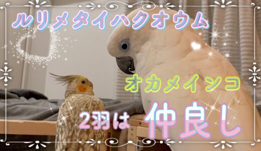 【2羽は仲良し】ルリメタイハクオウムとオカメインコが急接近！オカメインコのたまがルリメタイハクオウムのラズに羽繕いして！とおねだりしてます！