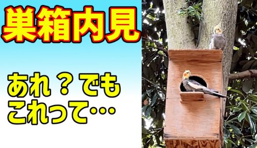 【鳥観察】公園のオカメインコが子育て準備？でもよく見ると…【cockatiel】