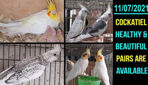 Cockatiel Breeder Pairs & Ready For Breed Pairs are Available | 11/07/2021 | Lodhi Birds
