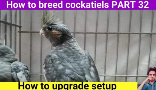 How to breed cockatiels PART 32 Hindi Urdu | Cockatiel breeding solutions | AHSAN PETs