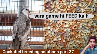 How to breed cockatiels PART 37 Hindi Urdu | Cockatiel breeding solutions | Cockatiel feed and diet