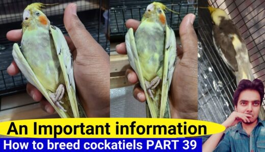 How to breed cockatiels PART 39 Hindi Urdu | Cockatiel breeding solutions | AHSAN PETs