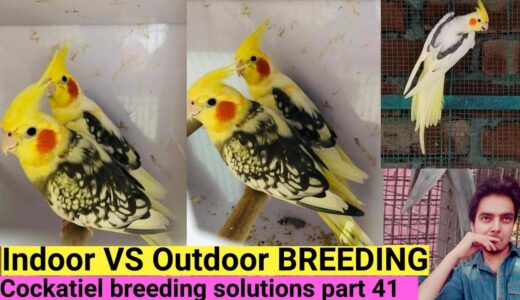 How to breed cockatiels PART 41 Hindi Urdu | Cockatiel breeding solutions | AHSAN PETs