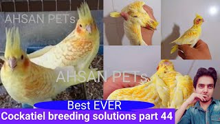 How to breed cockatiels PART 44 Hindi Urdu | Cockatiel Breeding Solutions | AHSAN PETs