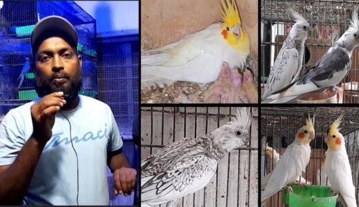 Interview of Customer Purchasing Cockatiel Pairs | 13/07/2021 | Urdu/Hindi | Lodhi Birds