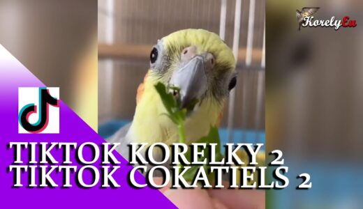 Nejlepší TikTok korelky kompilace  / Cockatiel Best Tiktok Compilation │KorelyEu