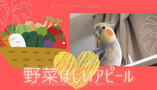 【オカメインコ雄♂】飼い主が作業でなかなか野菜がもらえないゾロ #GH5mk2 #4K60p #野菜