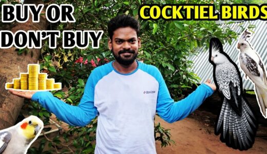 Cockatiel breeding cage setup | Cockatiel price in tamil | Cockatiel bird