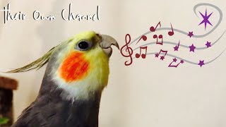 Cockatiels Singing/ Ninfas Cantando / Cockatiel Chantant/ Calopsitas Cantando/ TheirOwnChannel