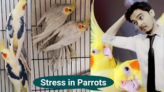 How to breed Cockatiels PART 75 Hindi Urdu | Cockatiel Breeding Solutions | AHSAN PETs