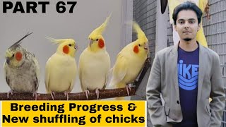 How to breed cockatiels PART 67 Hindi Urdu | Cockatiel breeding solutions | AHSAN PETs